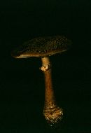 Amanita morrisii image