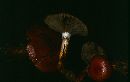 Gomphidius subroseus image