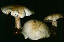 Tricholoma sulphurescens image