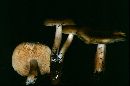Tricholoma saponaceum image