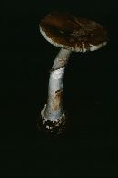 Amanita porphyria image