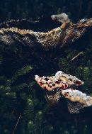 Hydnellum peckii image