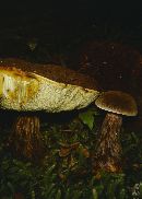 Boletellus mirabilis image