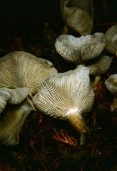 Clitocybe odora image