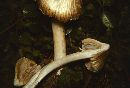 Inocybe rimosa image