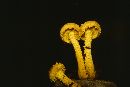 Pholiota flammans image