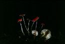 Mycena amabilissima image