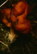 Gyromitra infula image