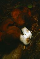 Gyromitra infula image