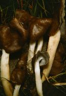 Helvella elastica image