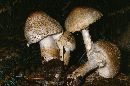 Lepiota clypeolaria image