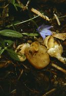 Helvella cupuliformis image