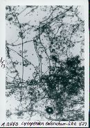 Lycoperdon coloratum image
