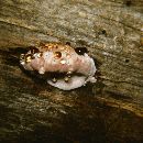 Fomitopsis rosea image