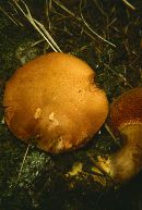 Suillus tomentosus image