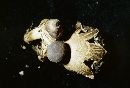 Geastrum quadrifidum image