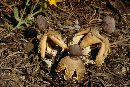 Geastrum quadrifidum image