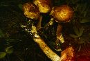 Inocybe dulcamara image