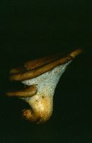 Trametes hirsuta image