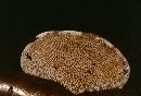 Daedaleopsis confragosa image