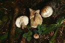 Lepiota clypeolaria image