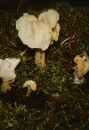 Helvella crispa image