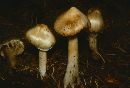 Inocybe rimosa image