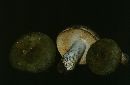 Russula cyanoxantha image