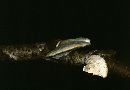 Tyromyces chioneus image