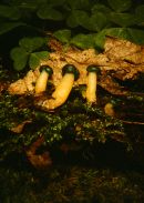 Leotia chlorocephala image