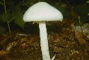 Amanita virosa image