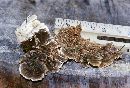 Trametes pubescens image