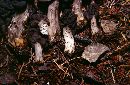 Helvella lacunosa image