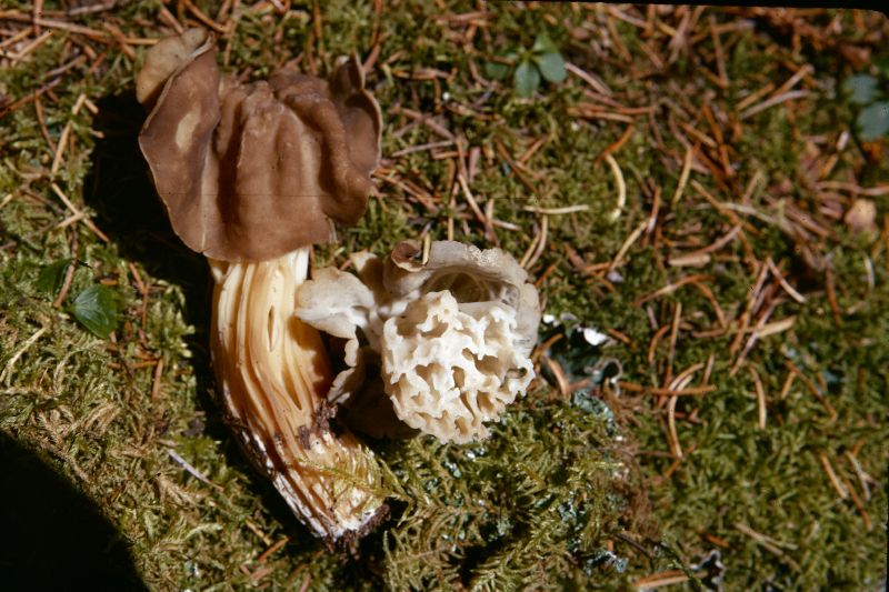 Helvella fusca image