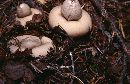 Geastrum fimbriatum image