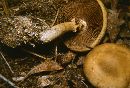 Agrocybe acericola image