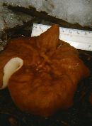 Discina apiculatula image