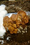 Gyromitra gigas image