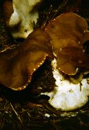 Gyromitra melaleucoides image