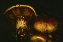 Cortinarius cupreorufus image