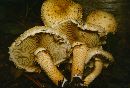 Pholiota squarrosa image