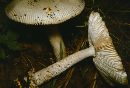 Amanita stannea image