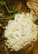 Hericium coralloides image