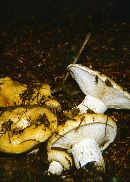 Lactarius repraesentaneus image