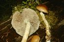 Stropharia hornemannii image