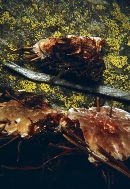 Hydnellum peckii image