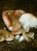 Russula alutacea image