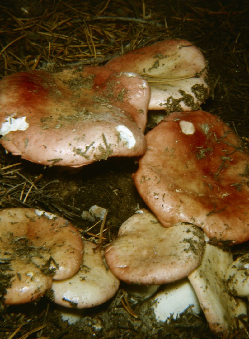 Russula alutacea image