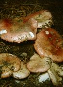 Image of Agaricus alutaceus