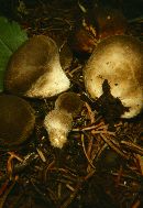 Lycoperdon nigrescens image